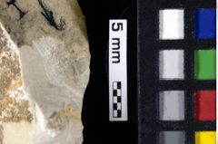 Foto (Detailansicht) von Decapoda indet. (NHMW-GEO-1990-0041-0112)